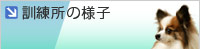 �P�����̗l�q
