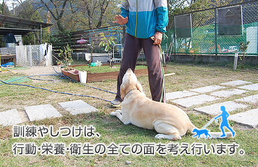 訓練やしつけは、行動・栄養・衛生の全ての面を考え行います。