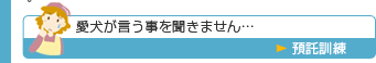 愛犬が言う事を聞きません…