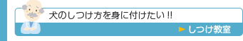 犬のしつけ方を身に付けたい!!